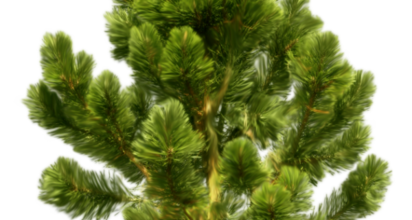 ѼVegetation