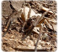 Hogna radiata