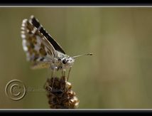 Hespérie de la mauve (Pyrgus malvae) - Hesperiidae