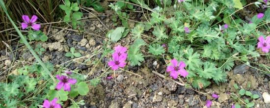 Geranium cinereum 'Guiseppe'