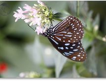 Tirumala petiverane - Nymphalidae
