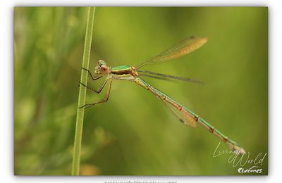 Quelques Demoiselles 