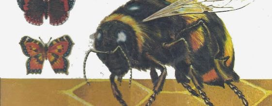 Comment vivent les insectes (Jean Barthélémy)