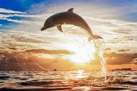 Les dauphins, des animaux exceptionnels.