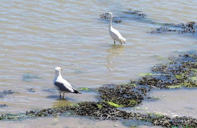 Mouette et ...