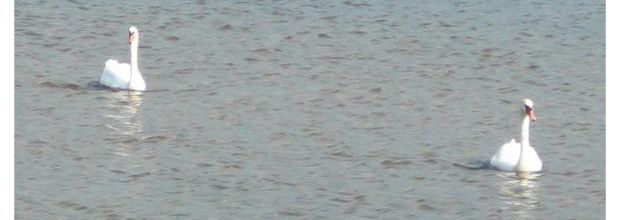 Oiseaux de la Loire - Birds of the Loire
