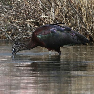 Le retour de l'Ibis falcinelle en Camargue