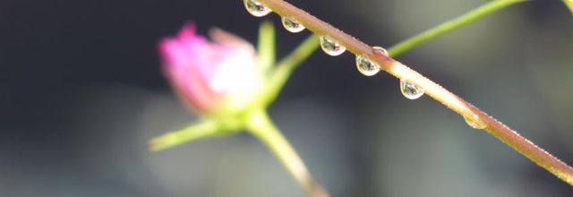 Des gouttes, des petites bêtes et des fleurs