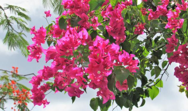 MARTINIQUE AOUT 2017 FLEURS ET FRUITS (8)