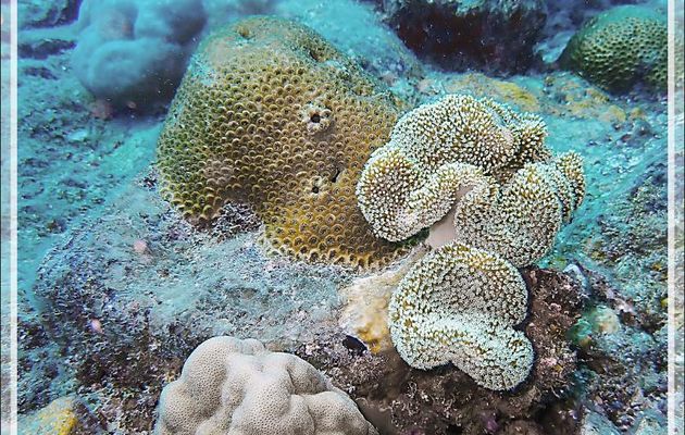Sarcophyton, Alcyonaire pédonculé ou champignon, Corail cuir, Mushroom leather coral (Sarcophyton sp.) - Antsoha (Rocher 4ème Frère) - Tsarabanjina - Mitsio - Madagascar