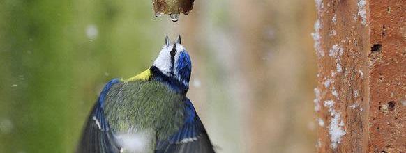 Oiseaux du jardin: nos conseils pour bien les nourrir en hiver 