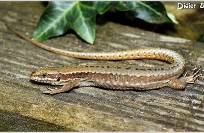 Lézard des Murailles (1) - Podarcis muralis