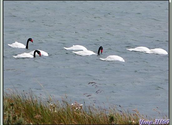 Cygne à cou noir (Cygnus melanocorypha) - Terre de Feu - Argentine