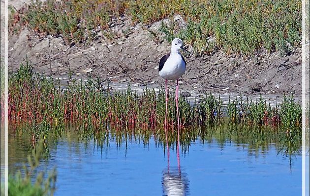 Échasse blanche, Black-winged Stilt (Himantopus himantopus) - Ars-en-Ré - Île de Ré - 17