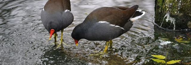 Gallinule poule-d'eau