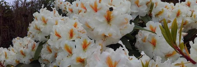Bouquet de printemps 