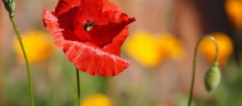 Les belles sauvageonnes : le Coquelicot