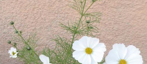 Mes fleurs 
