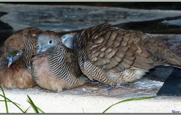 Gros câlins pour les Géopélies zébrées "tourterelle striée, tourterelle pays, tourtrel koko" (Geopelia striata) - Bird Island - Seychelles