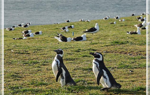 Manchots de Magellan, Magellanic Penguin, Pingüino patagónico, Pingüino de Magallanes (Spheniscus magellanicus) : départ pour la baignade - Île Magdalena - Patagonie - Chili