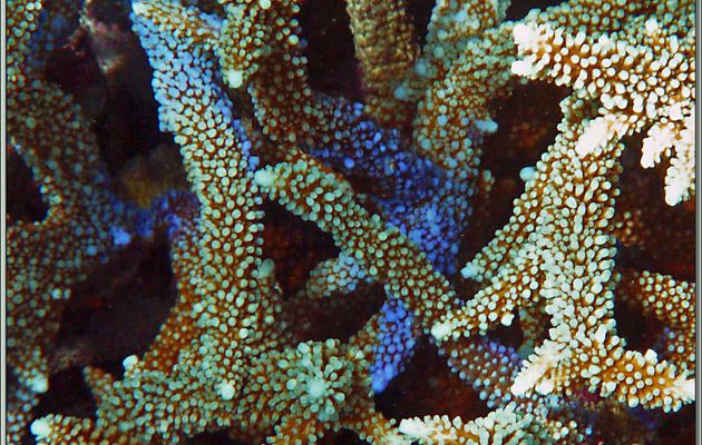 Corail digité en phase d'éclairage bleu - Anse Marie-Louise - Mahé - Seychelles