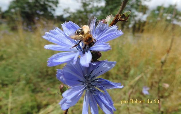 une abeille sur une fleur