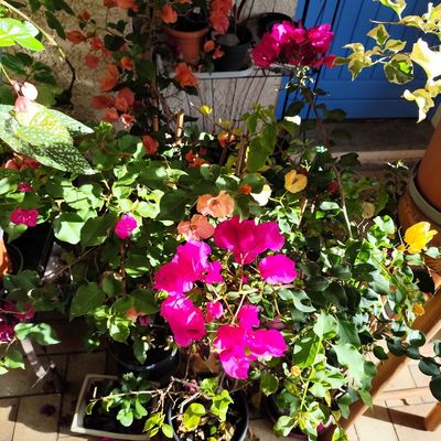 EB - Quelques fleurs dans ma véranda - décembre 2025...