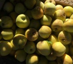 Pomme rime avec jus de pommes : jus pasteurisé bio au verger de Paupenne