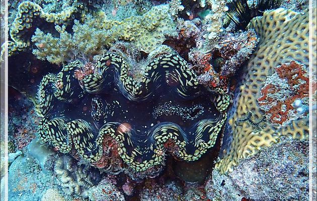 Hésitation entre le Grand bénitier gaufré et le Bénitier commun (Tridacna sp) - Spot Antsoha (Rocher 4ème Frère) - Tsarabanjina - Mitsio - Madagascar