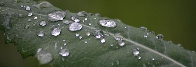 Toujours la pluie à Paris - Lac Daumesnil