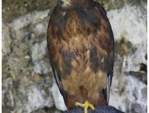 Buse rounoir - Buteo rufofuscus - Jackal Buzzard