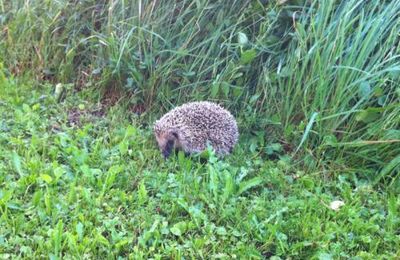 Ce soir dans le jardin il y a...