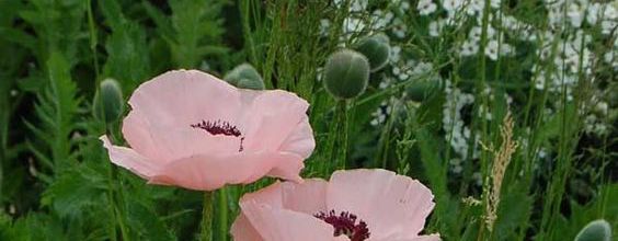 Le jardin de Barnabé au printemps