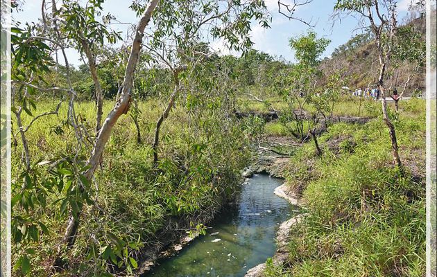 Un peu de botanique au retour des sources chaudes de Dei-Dei - Fergusson Island - Papouasie Nouvelle-Guinée (Papua New-Guinea)