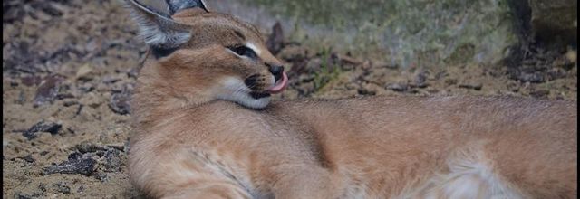 La Ménagerie : Kyan, Shadi, Olya nos petits Caracal ont bien grandi