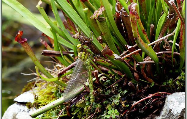 Trois Libellules Æschne bleue en cours de métamorphose - Lartigau - Milhas - 31