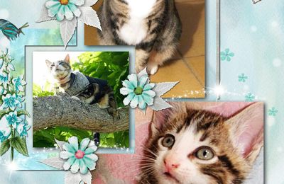 EB - Bons moments avec Squirel, mon chat...