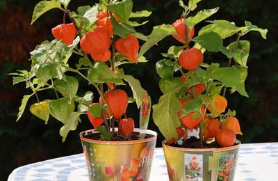 "Amours en cage" ou physalis - Février 2018...