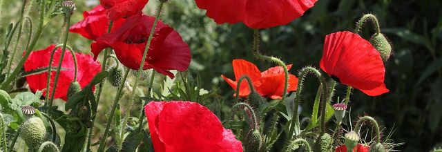 Coquelicots, pavots et Cie