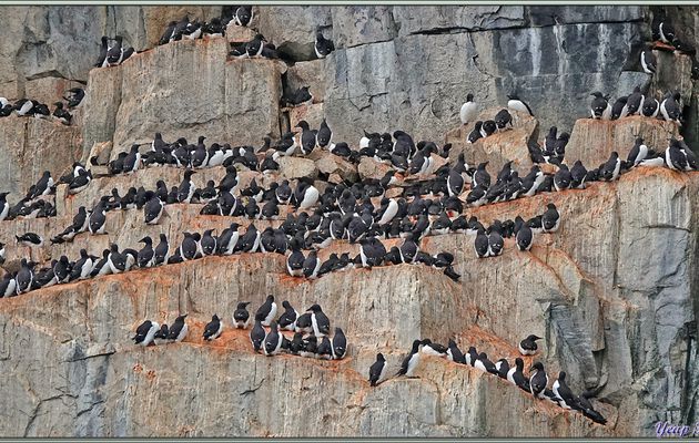 Guillemots de Brünnich dans les falaises d'Alkefjellet - Spitzberg - Svalbard - Norvège