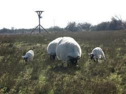 ... moutons... écossais...!