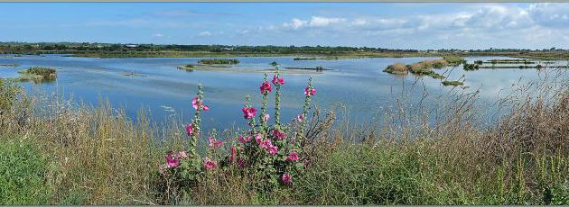 Marais aux roses trémières - Les Portes-en-Ré - Ile de Ré - 17