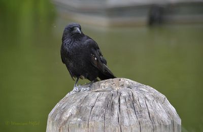 Lac Daumesnil : portraits de corneilles