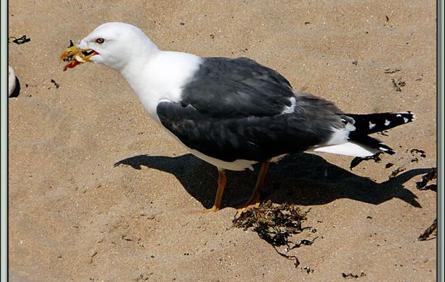 Le repas du goéland suivi du repos du goéland - Saint-Clément-des-Baleines - Ile de Ré - 17