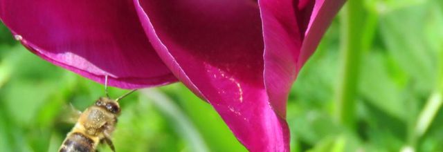 une abeille sur une tulipe ...