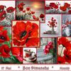 Bon Dimanche !  Jolis coquelicots .....