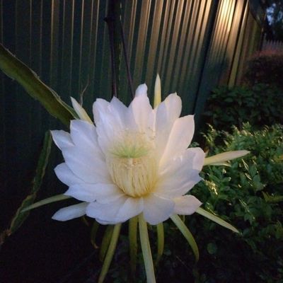 Jardin Passion Partage