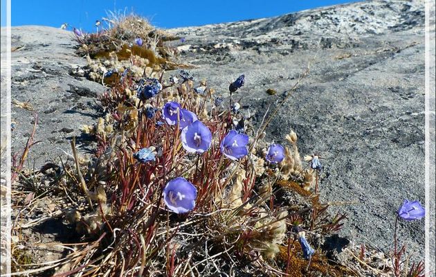 Campanule uniflore, Artic bellflower (Campanula uniflora) ? - Isfjord (Icefjord) - Ilulissat - Groenland