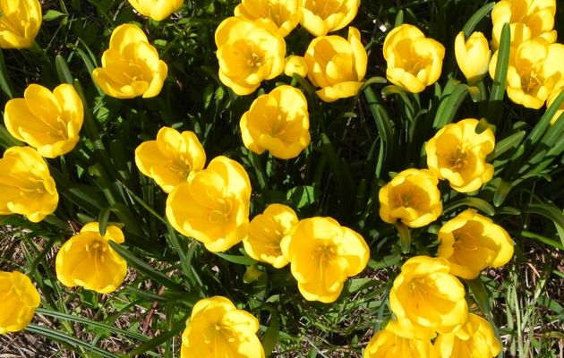 mes crocus et +++ 