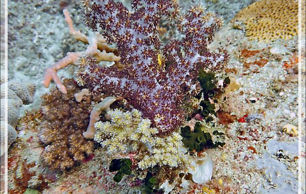 Coraux mous Alcyonaires jaune et violet, Soft corals yellow and violet (Scleronephthya sp) - Betaniazo - Tsarabanjina - Mitsio - Madagascar